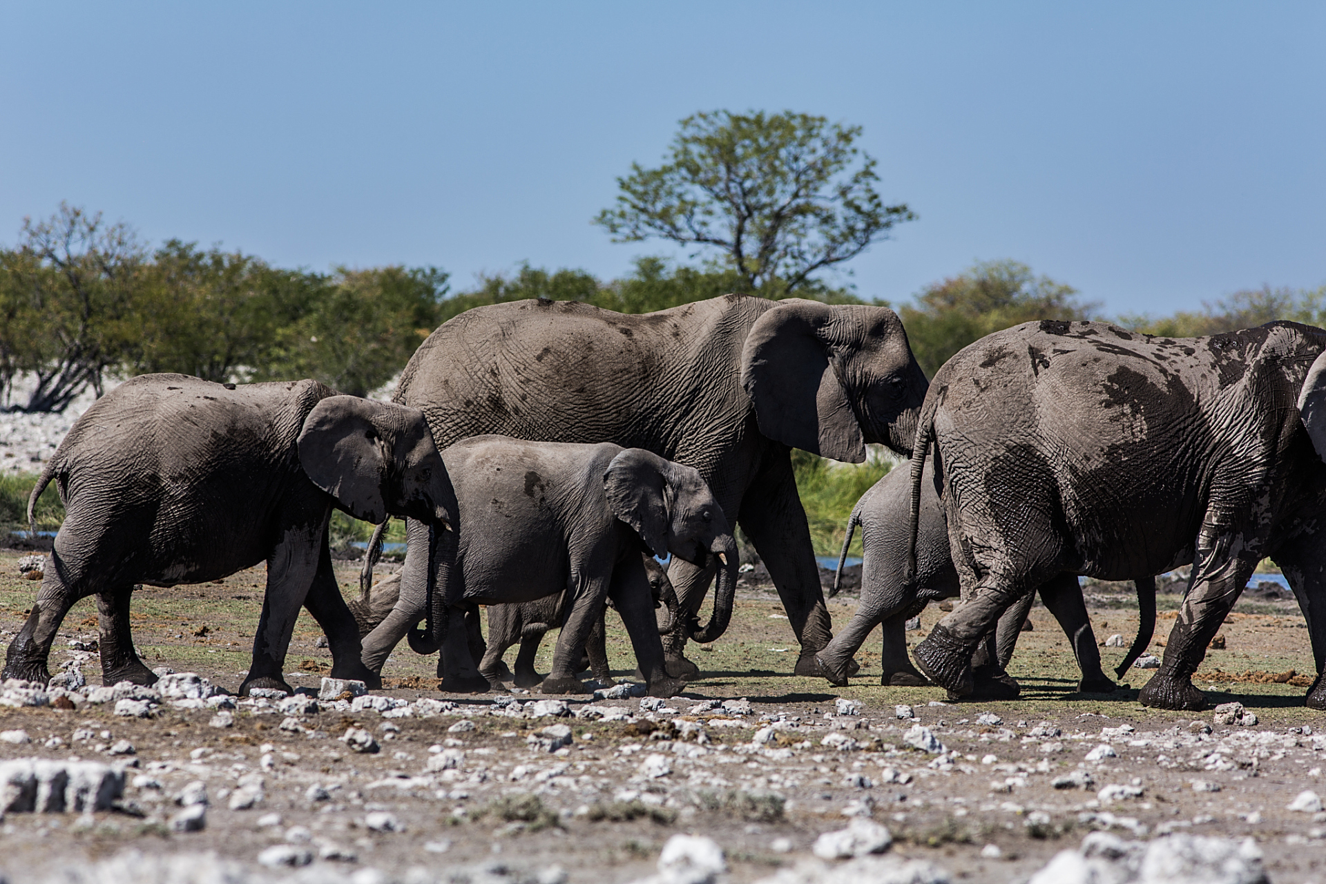 【曾经的象群像蚂蚁一样】图一是1976年在肯尼亚航
