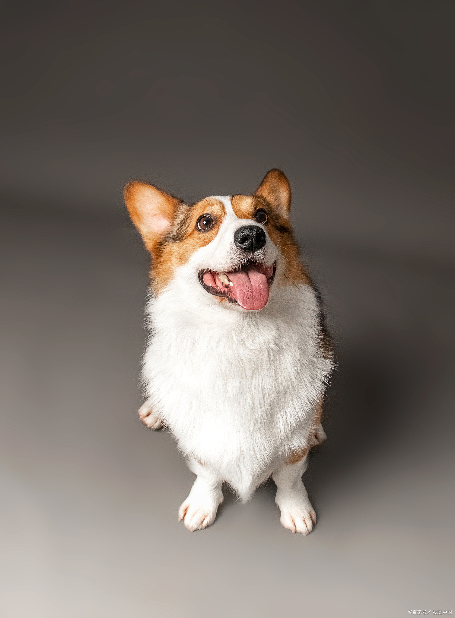 柯基犬怎么养?养柯基有哪些注意的地方?