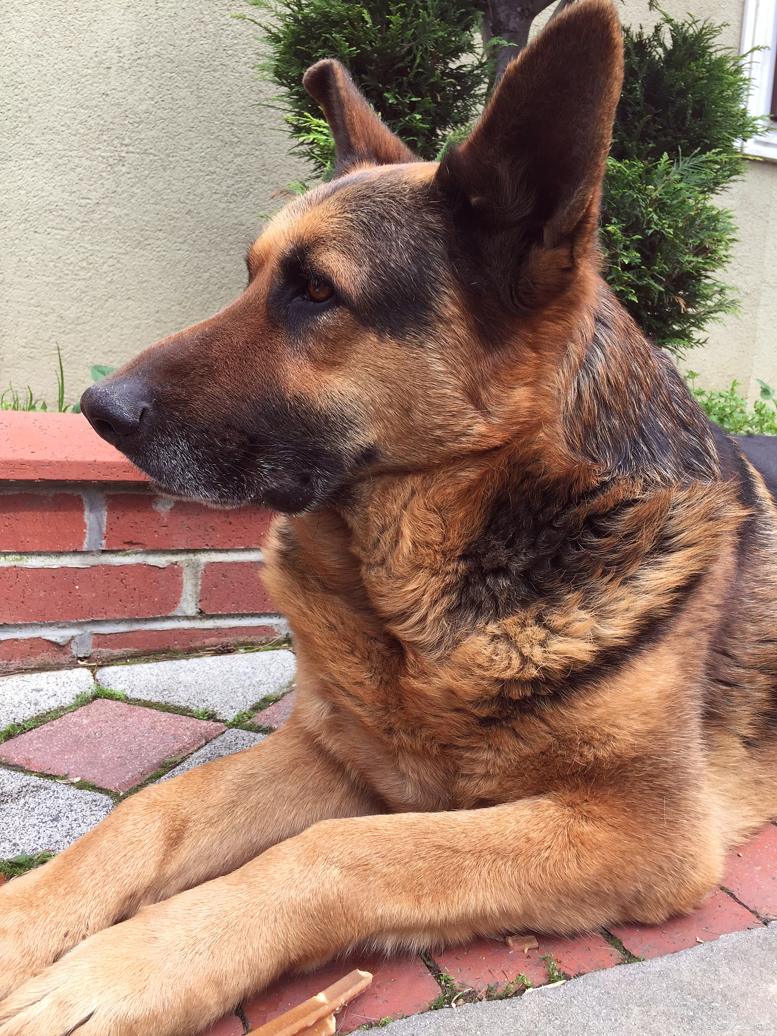 家养狗会有狂犬病毒吗