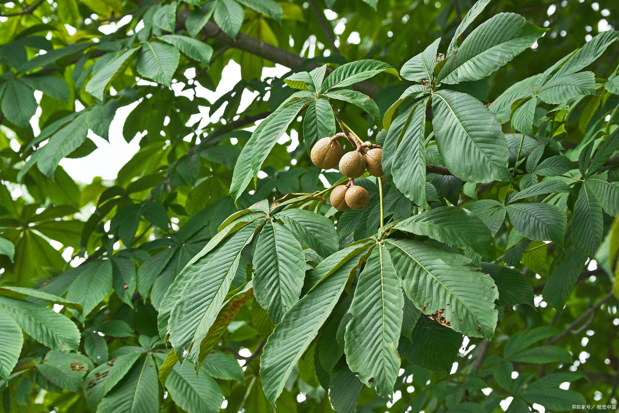 教你栗子树怎么种