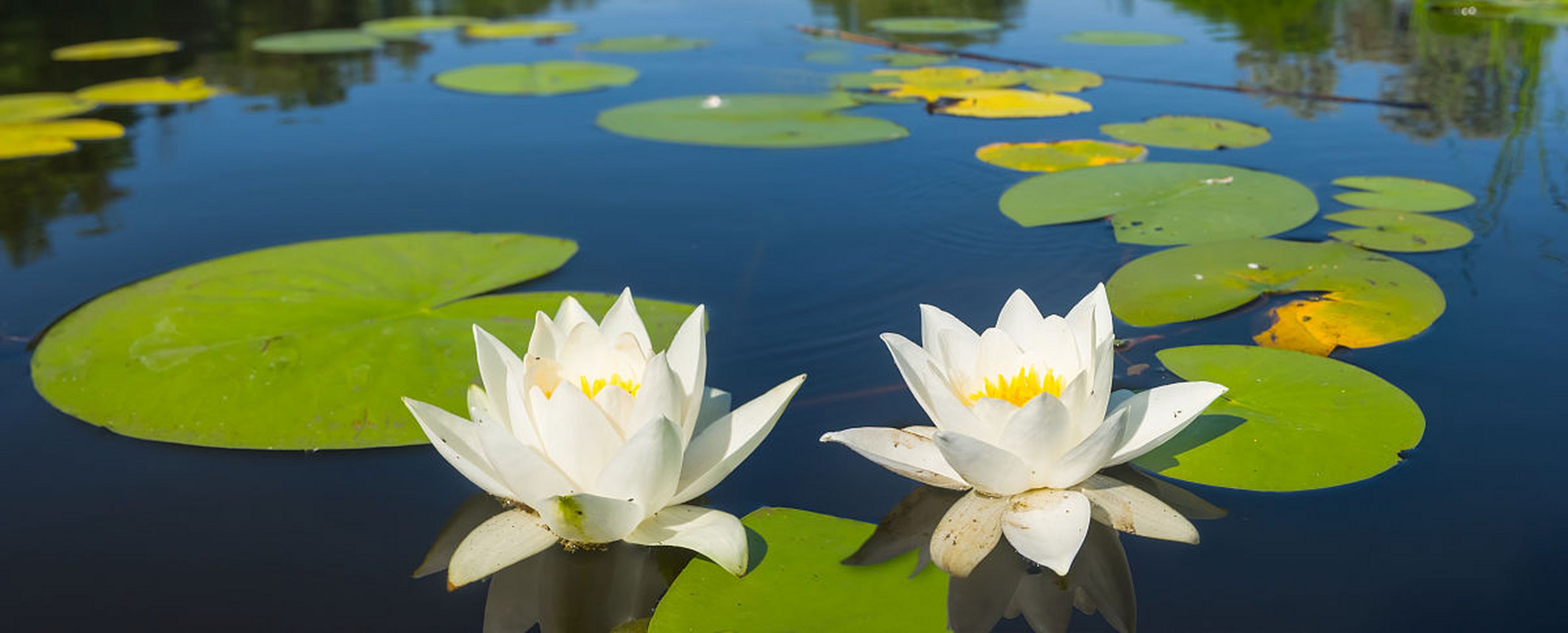 水莲花的养殖方法 水莲花,这朵水中绽放的仙子,其