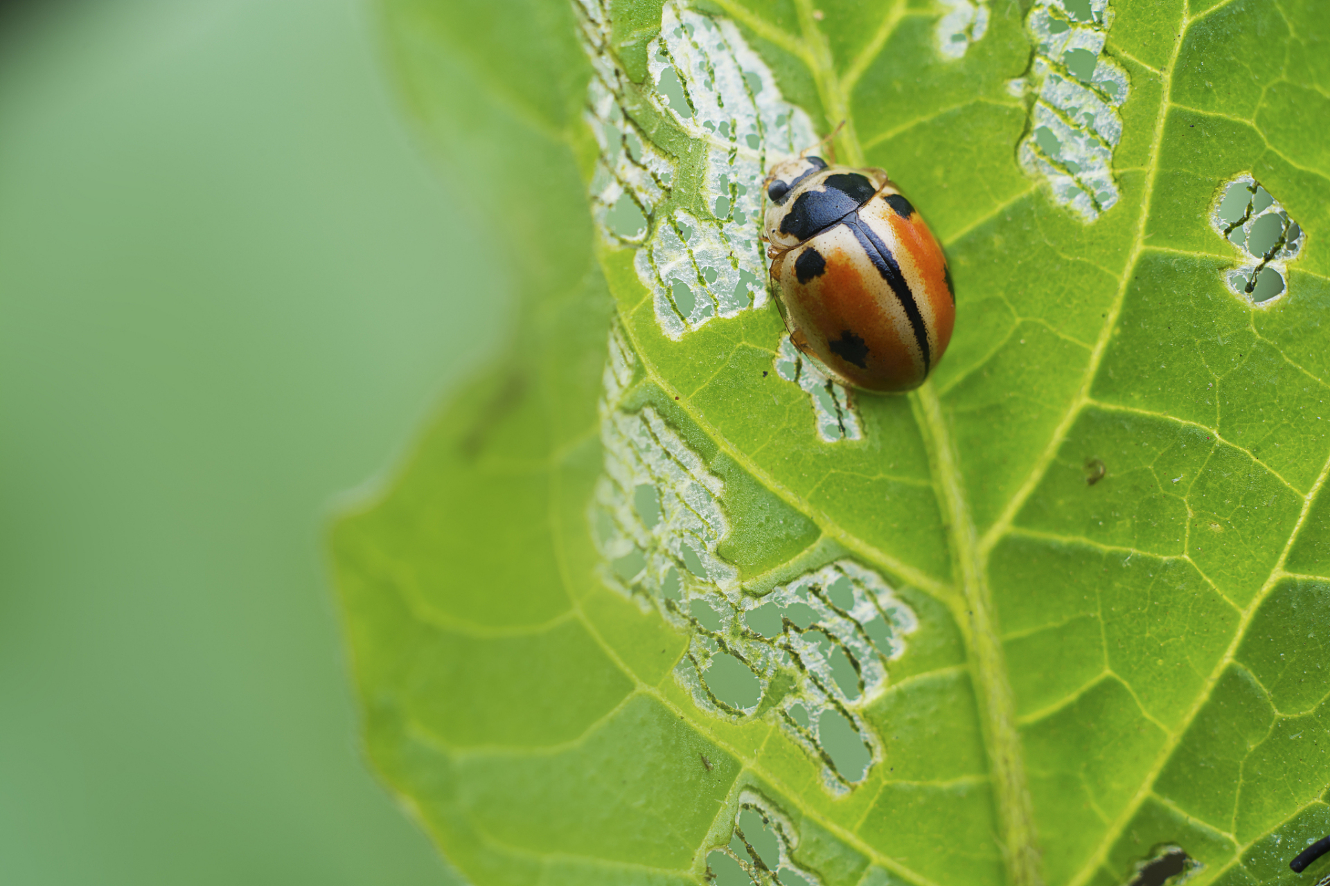 昆虫和部分节肢动物拥有六只脚,这赋予了它们独特的生存能力.