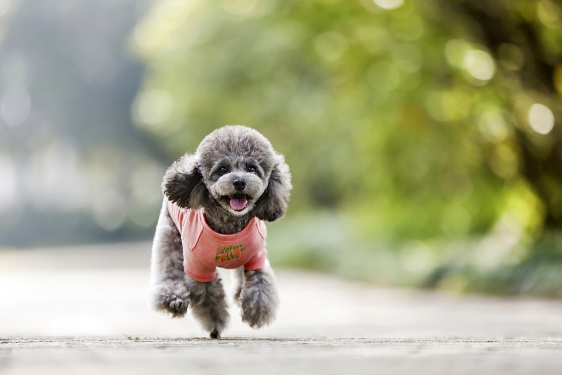 训练泰迪犬成为一个听话的宠物需要耐心,一致性和积极的强化方法.