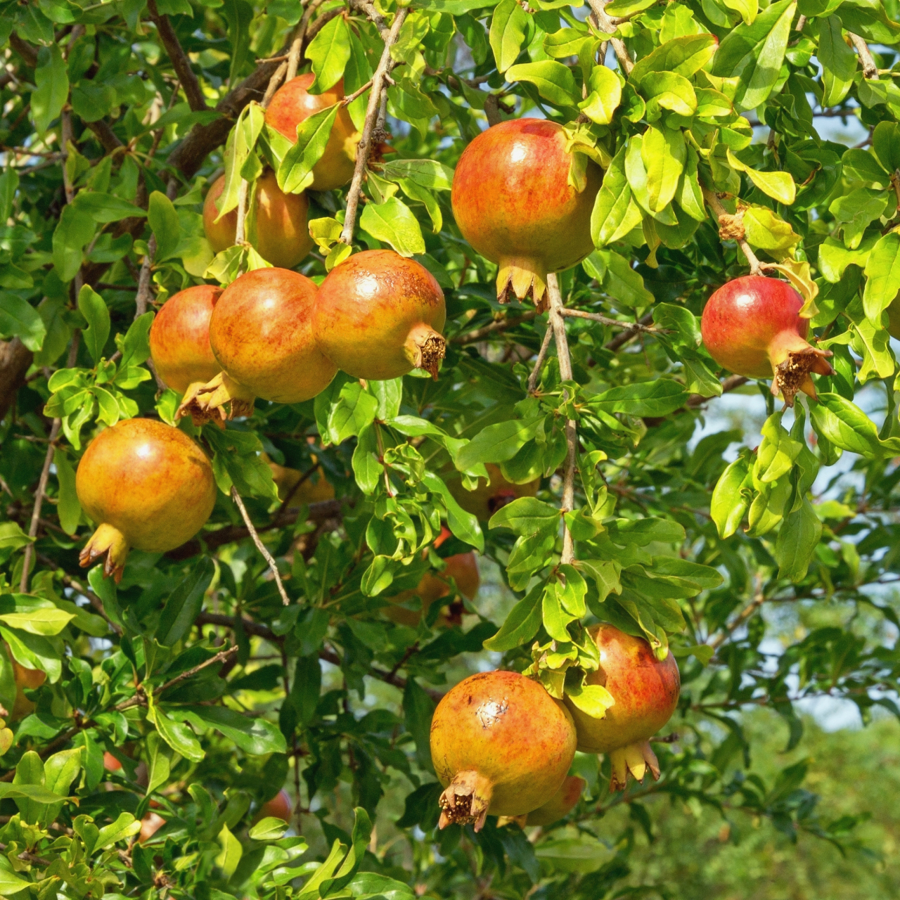 石榴是一种需要细心呵护的植物,以下是一些让石榴开花结果的方法
