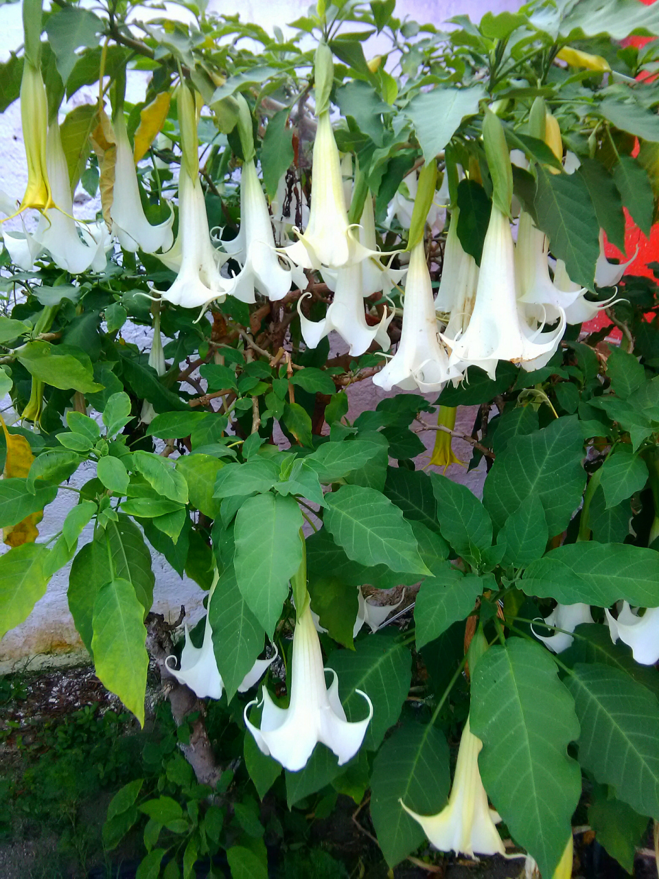 白花曼陀罗的导管图片