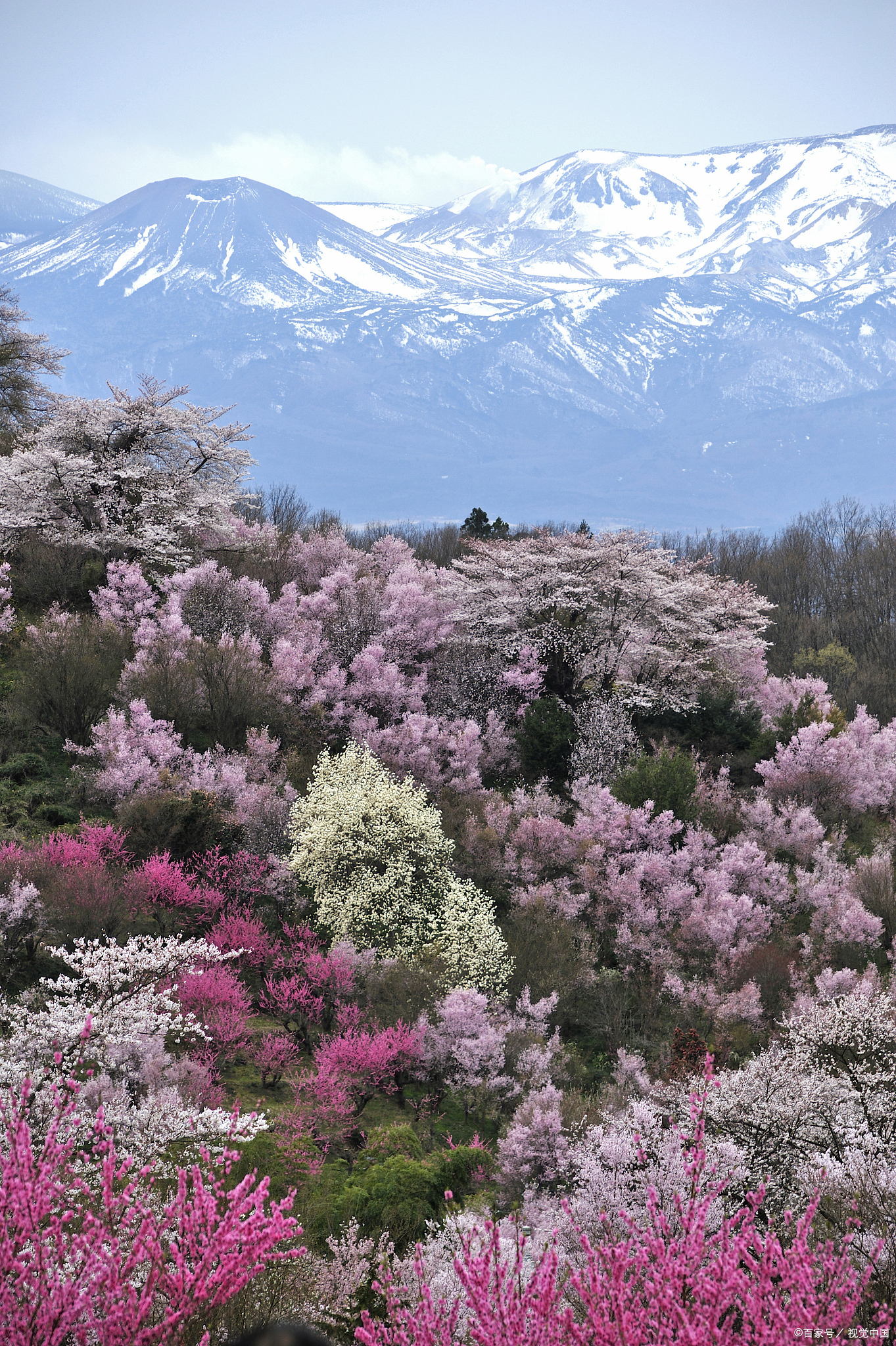 春天看桃花的景点哪里比较好?探秘缤纷花海,共赴诗意春光之旅