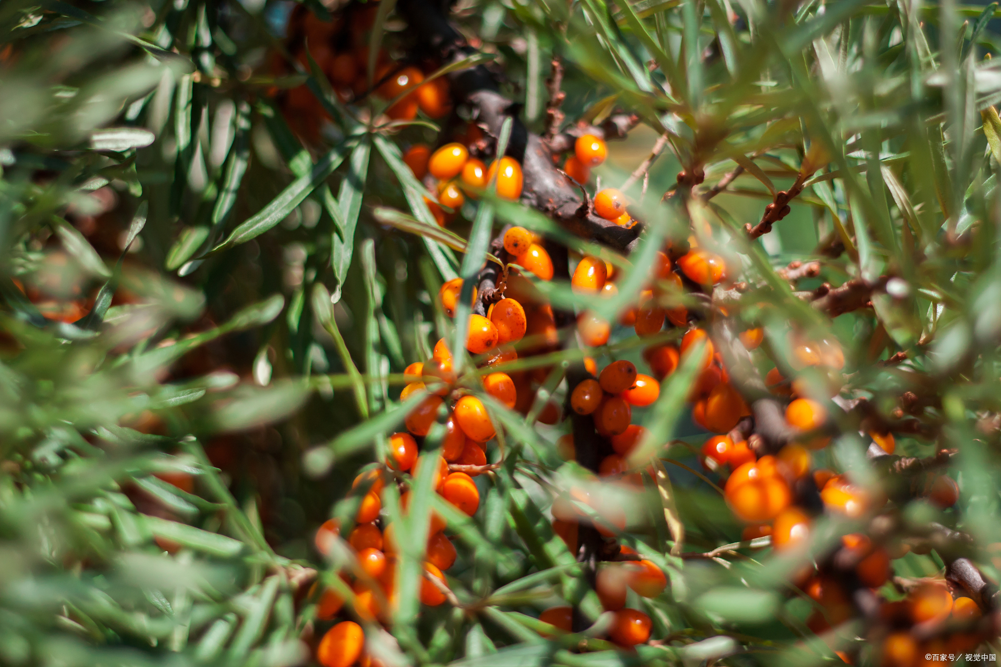 沙棘果:大自然的藏品,餐桌上的明珠