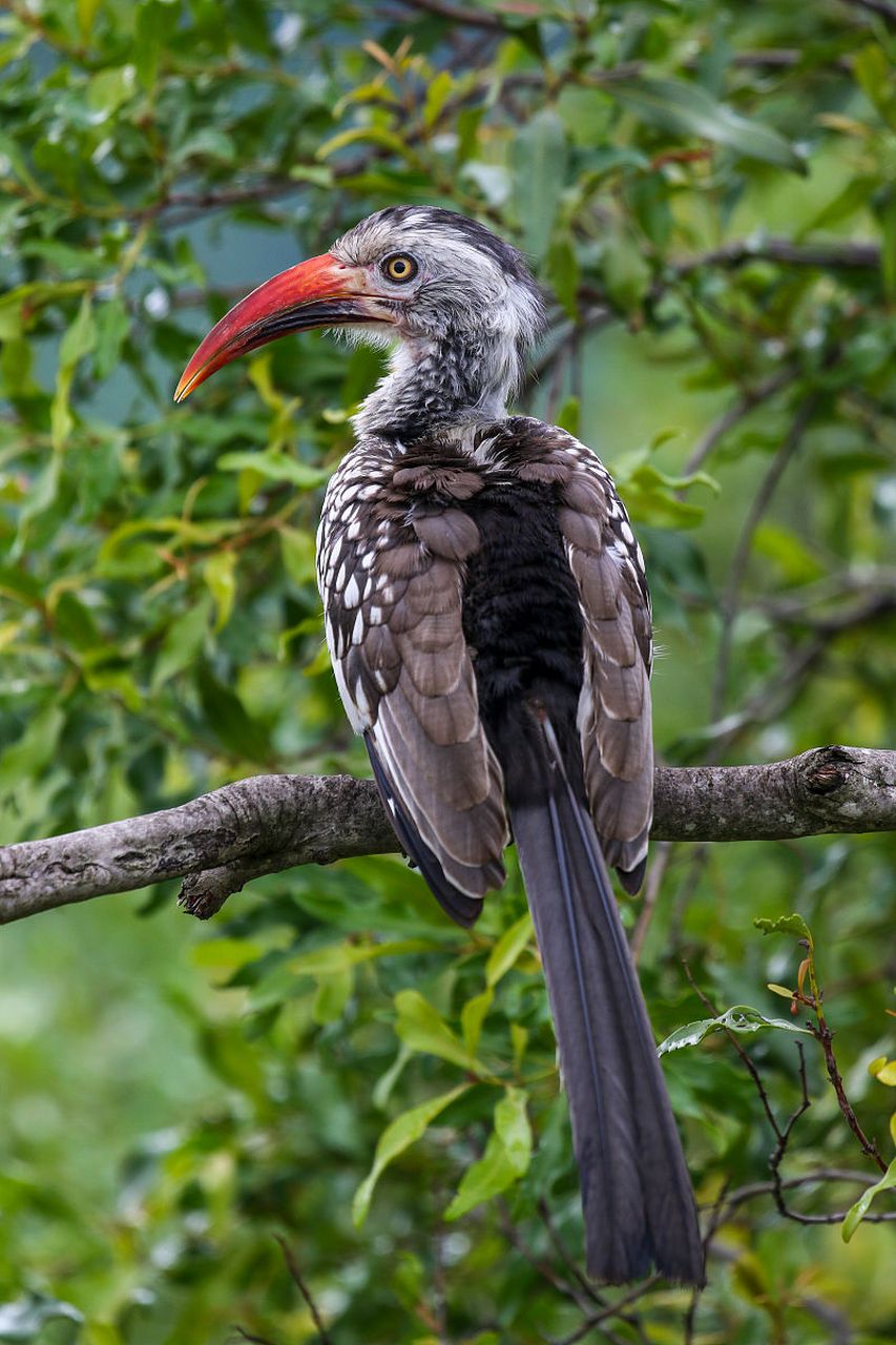 食肉鸟类的特征是:体质矫健性凶猛,被羽松软,嘴喙钩曲而尖锐.