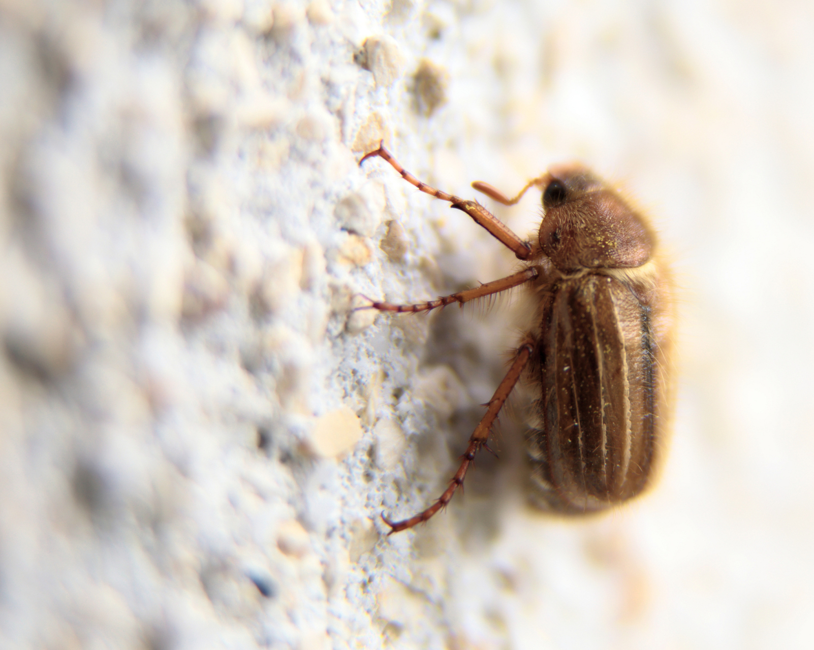 [原文:揭秘臭虫为什么有气味:一.