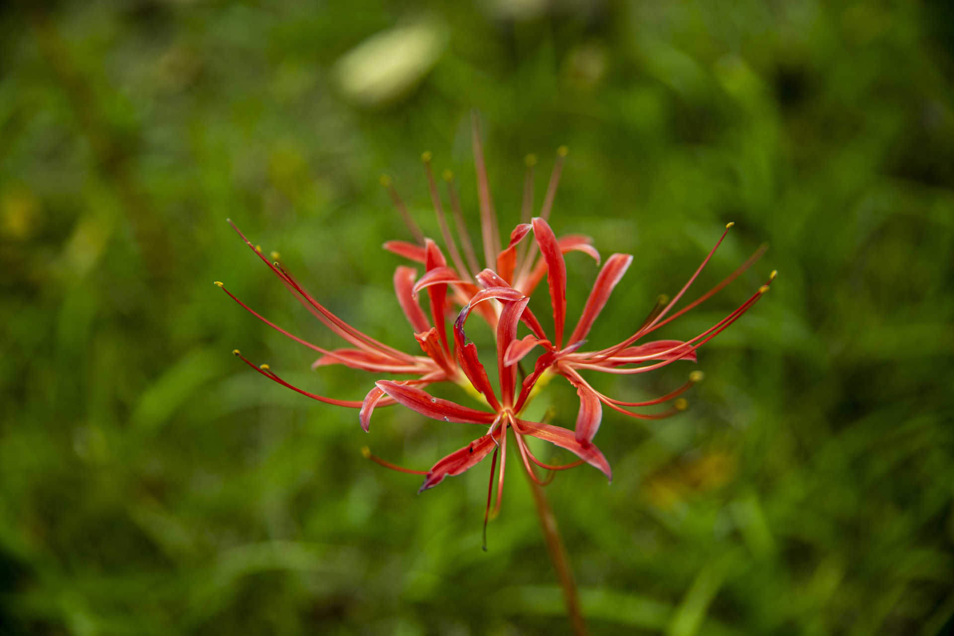 彼岸花和曼陀罗虽同为有毒植物,但它们在花朵特征,植物形态,生长环境