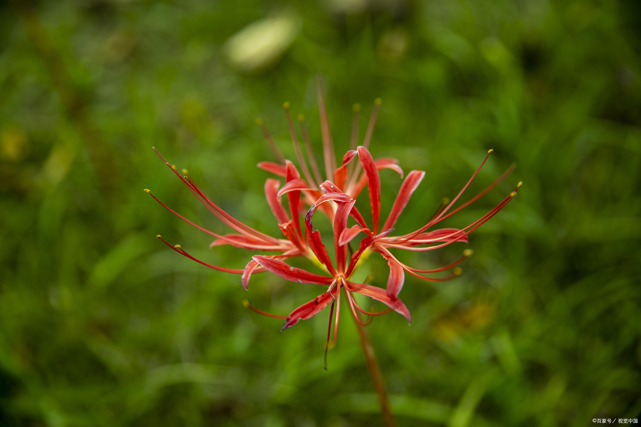 适合冬季种植的彼岸花种球,它耐熱又耐寒,是多年生种球花卉