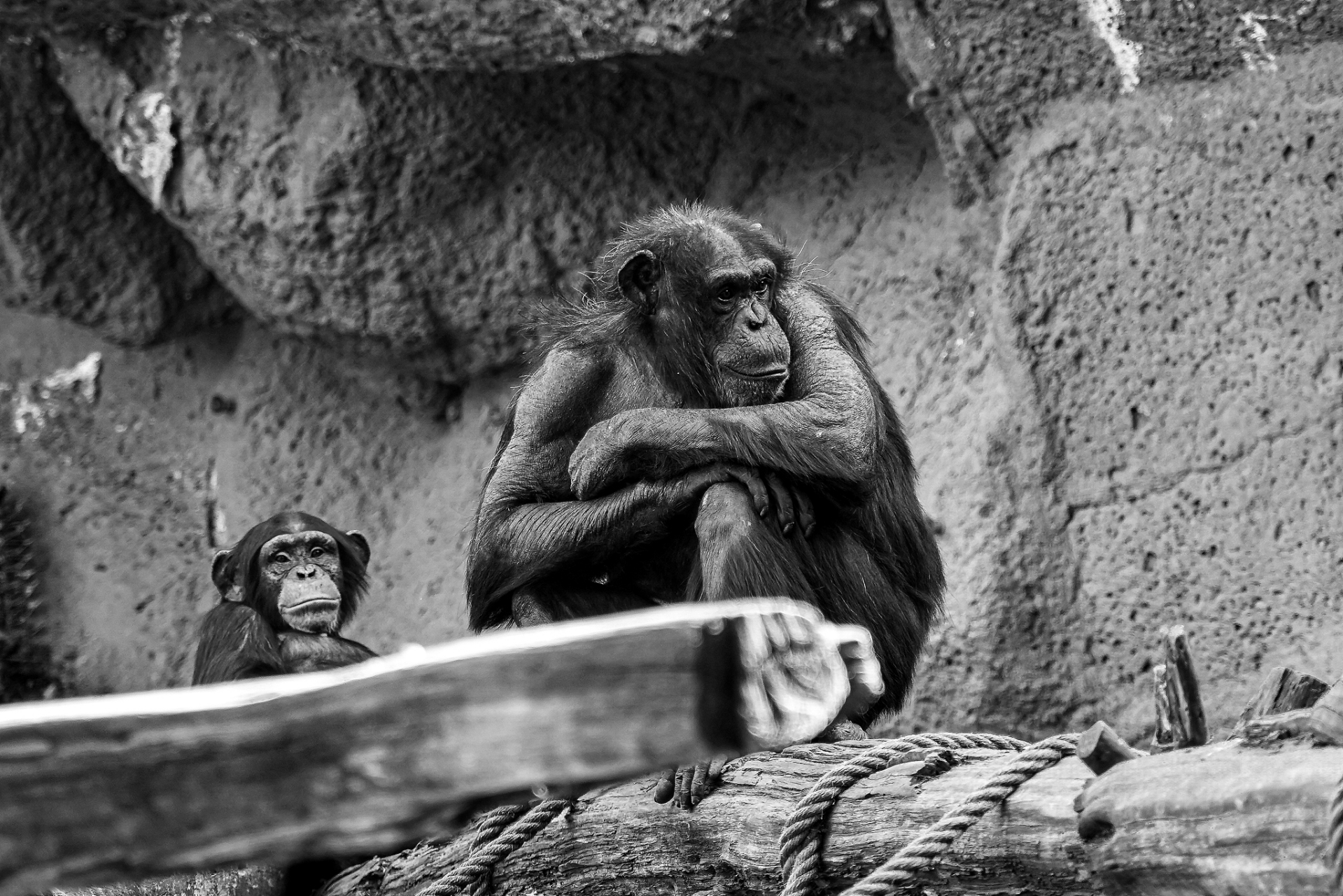 南方古猿并不是人类进化的终点,此后人类又经历了好几个进化阶段.