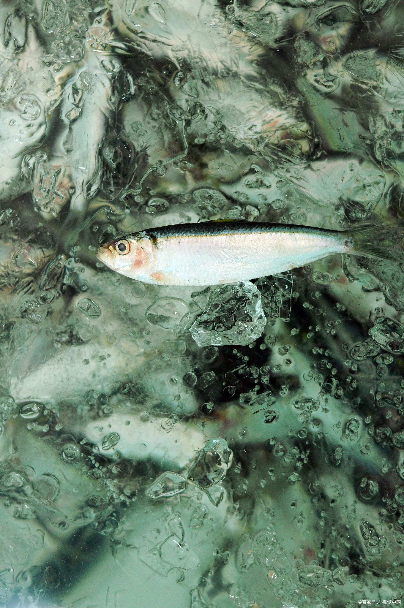 我们大家都讲鱼与熊掌不可兼得啊,可不可以兼得?