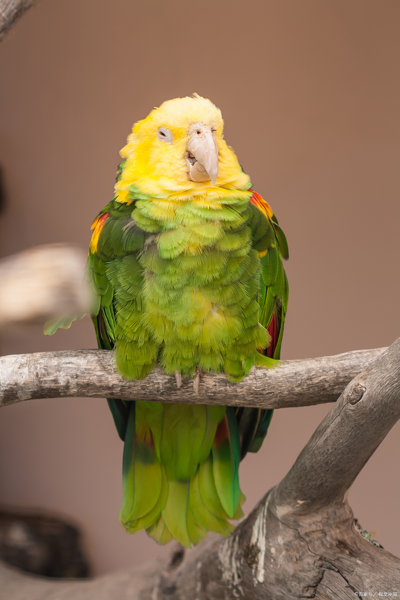 这个问题其实是需要根据鹦鹉的品种来细致分析的.