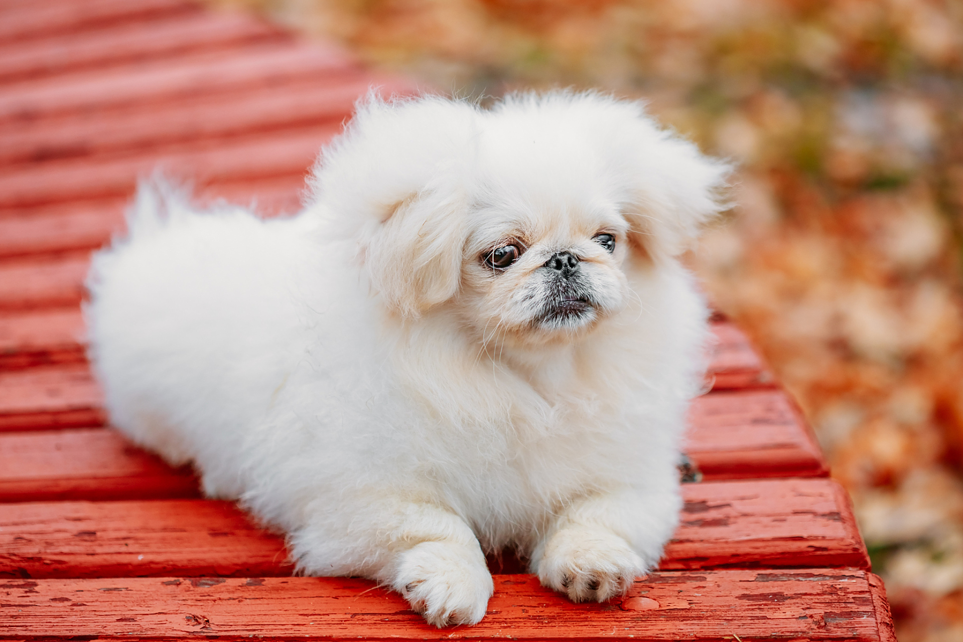 秋日生活创作季# 京巴犬,又称北京犬或京巴狗,是一种历史悠久的犬种