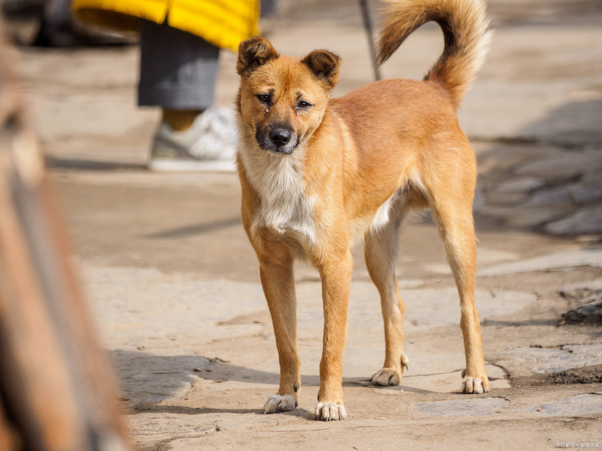 中国田园犬长大后图片