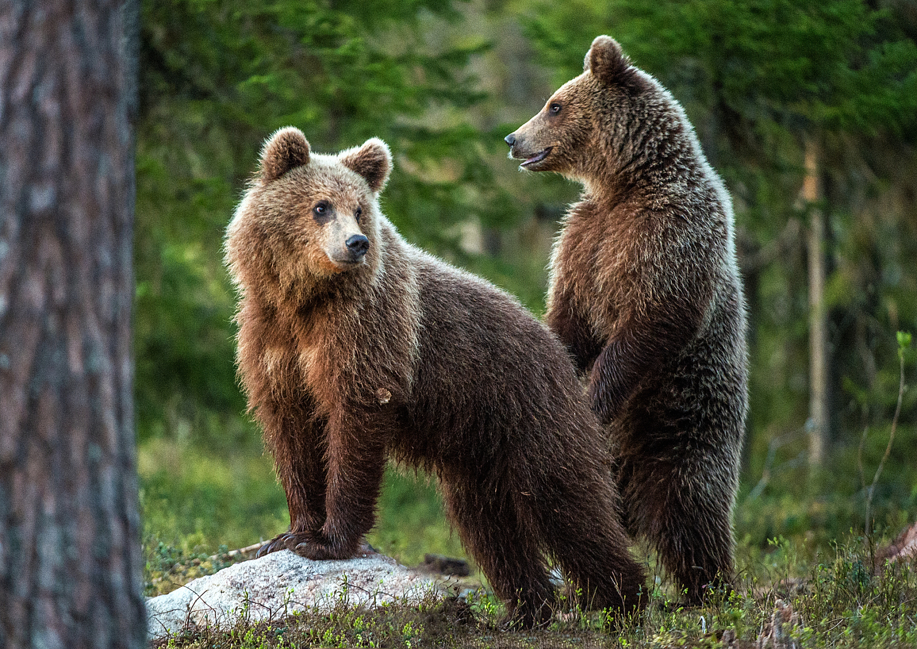 近日,在新疆和静县的铁力买提隧道,交警们目睹了三头棕熊在隧道内奔跑