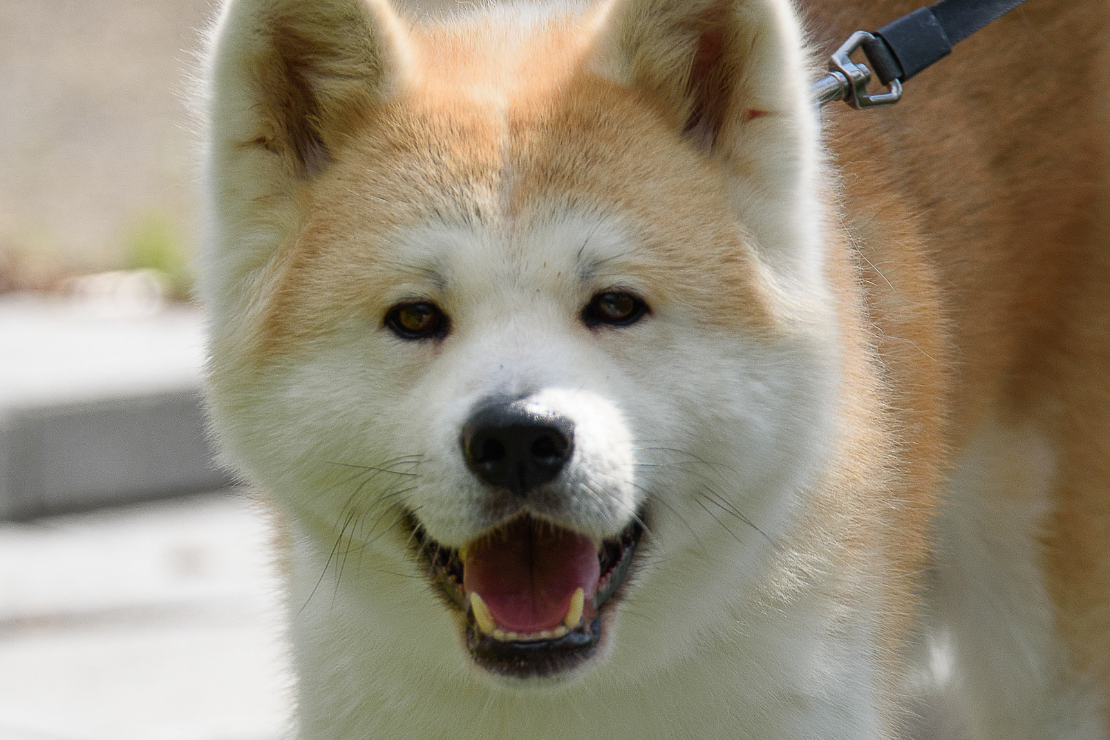 [原文:秋田犬