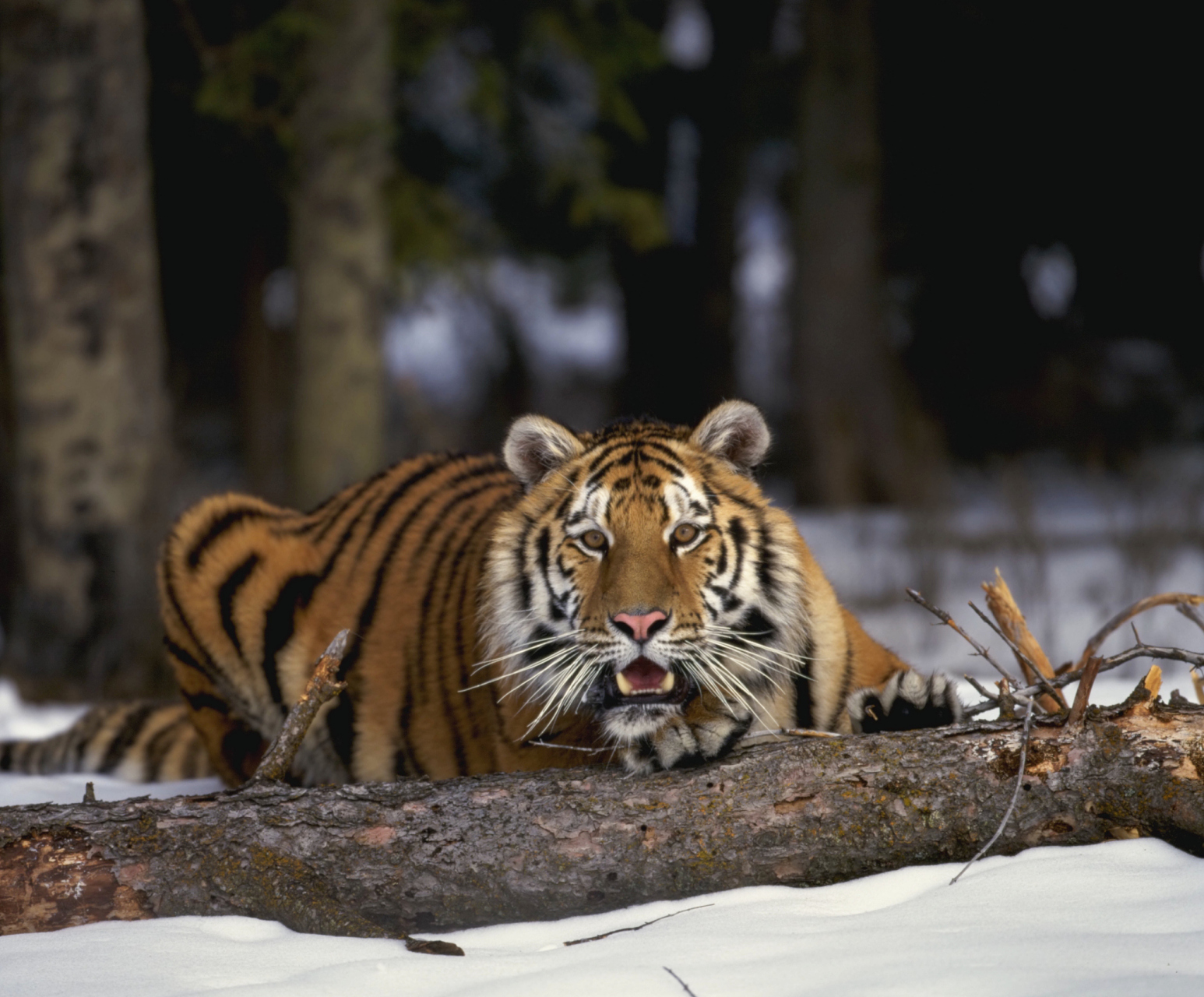 黑龙江一地惊现2只野生东北虎!