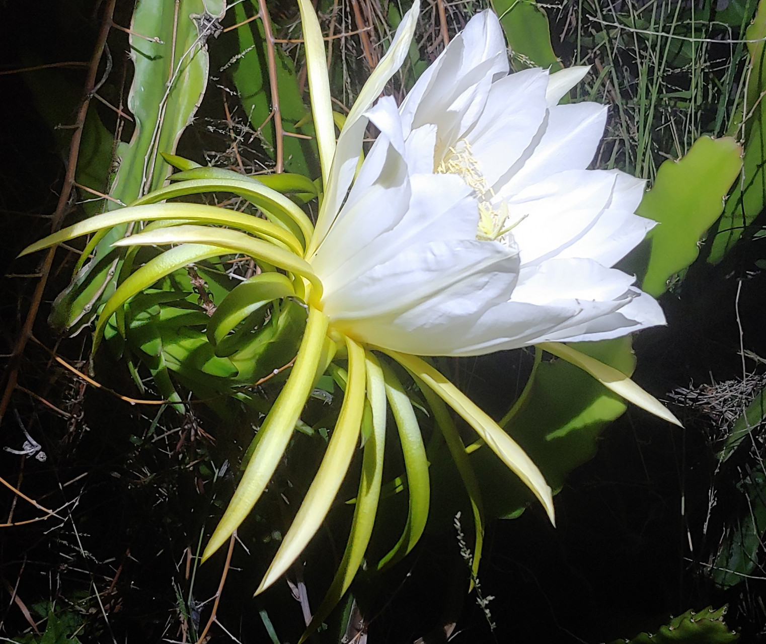 小麦花作为农作物的代表,其开花时间稍纵即逝,如果错过了它绽放的瞬间