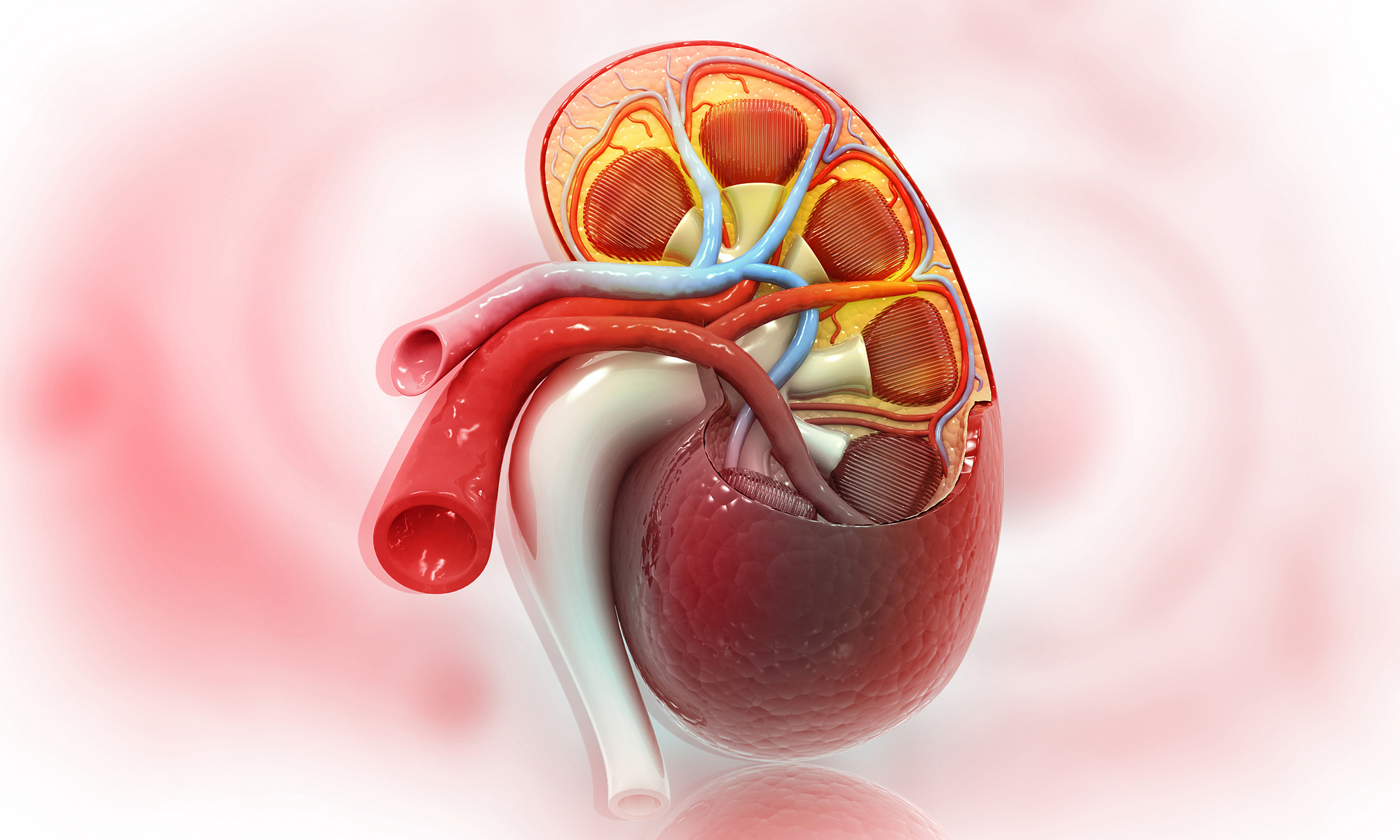 1.纵欲 肾为阳刚之源,过度纵欲会耗损肾气影响肾脏