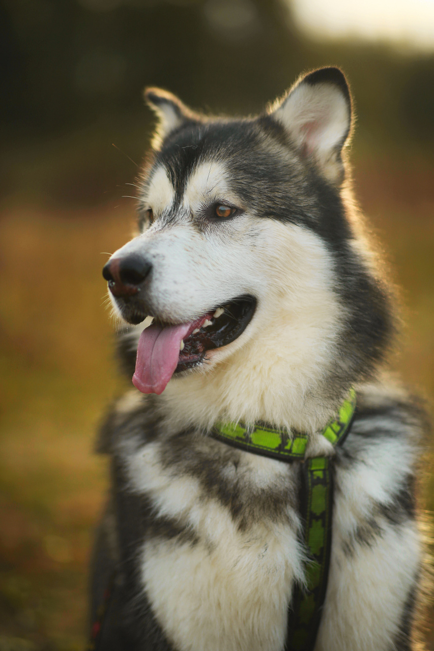 阿拉斯加犬真实图片