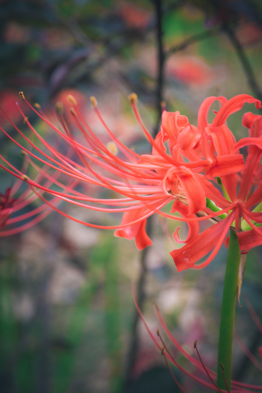彼岸花与曼陀罗:花海中的独特精灵.彼岸花红艳如火,曼陀罗神秘妖娆.