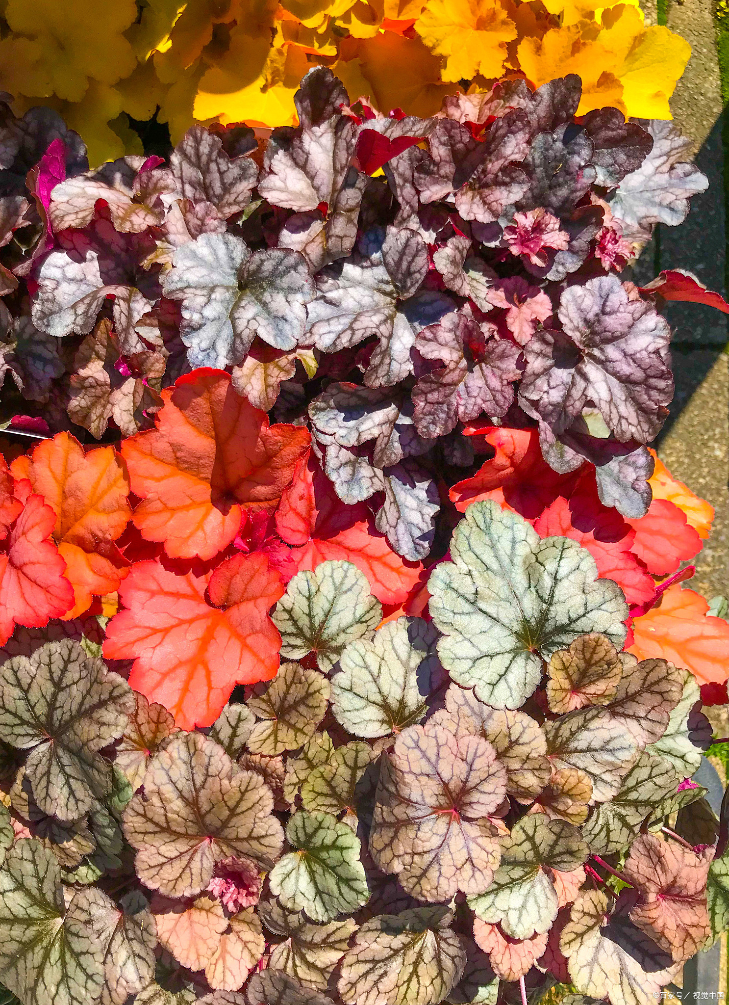 矾根的养殖方法和注意事项:打造绿意盎然的室内天地!