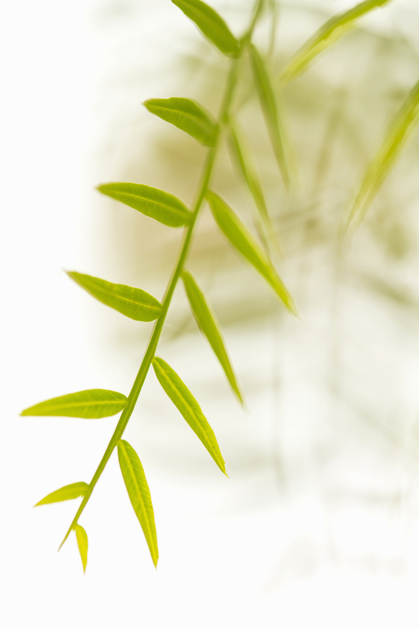 等春天柳叶发芽了,就去摘柳叶拌凉菜吃 这几年每年春天,都有很多人在