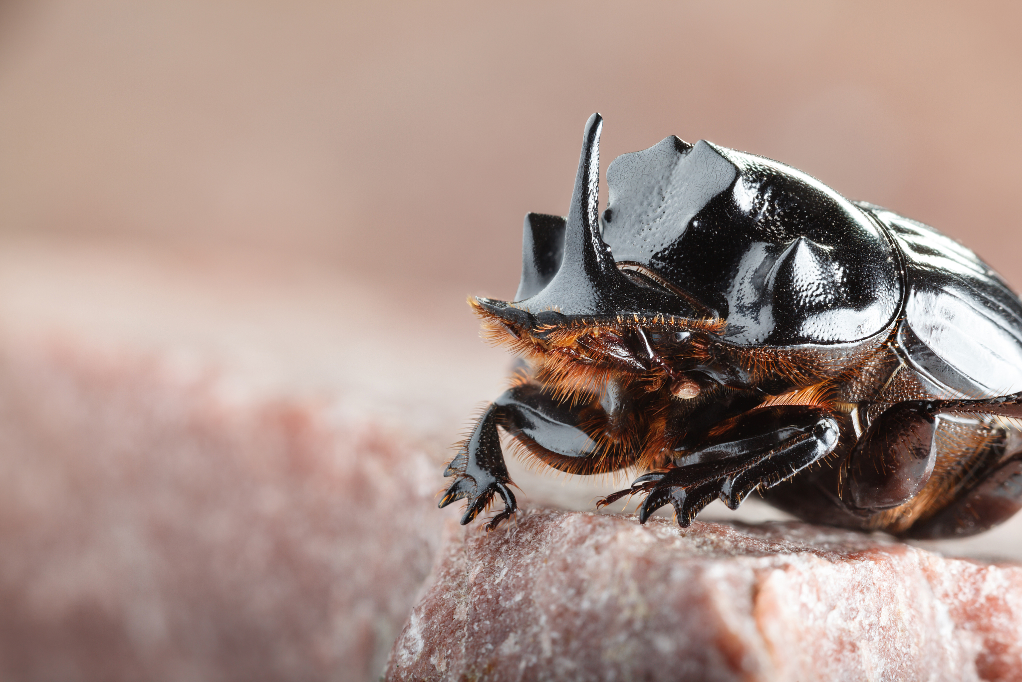 独角仙,又称兜虫,属于兜虫科,是一种体型较大的昆虫