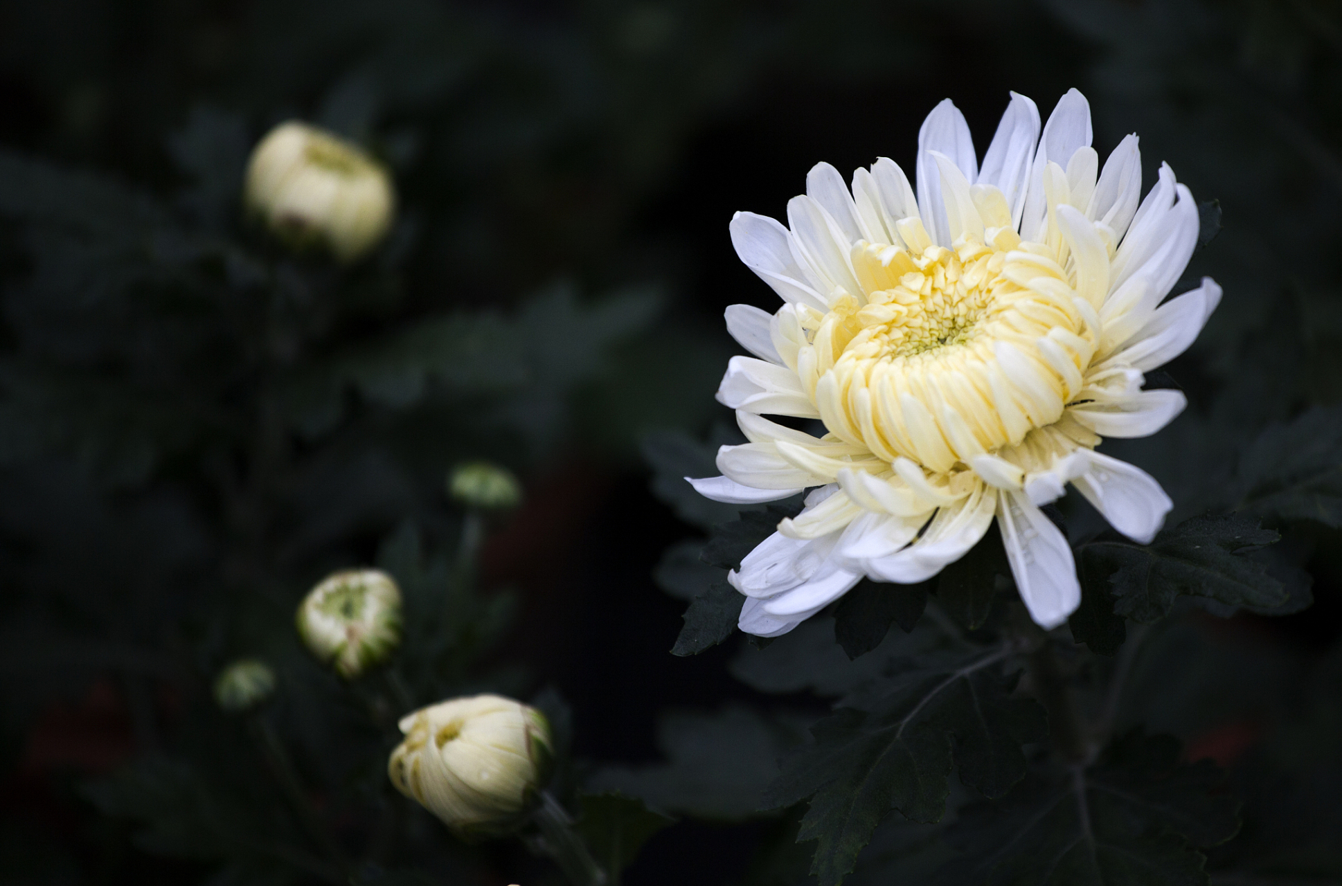 白花飘落思悼念, 青山常在心中存. 寻访故友情意重, 祭拜先祖感恩深.