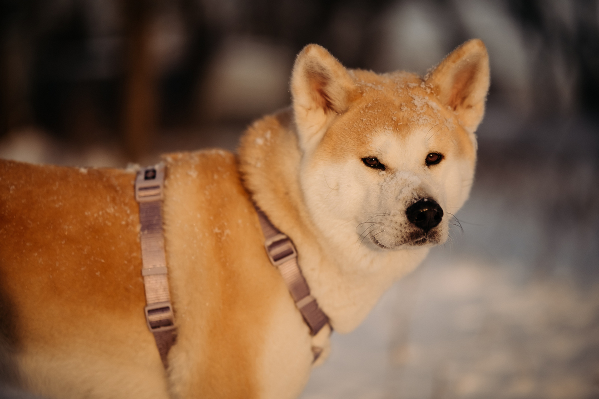 秋田犬超忠诚勇敢,想让它健康快乐?看过来!饮食均衡,定时定量是基础.