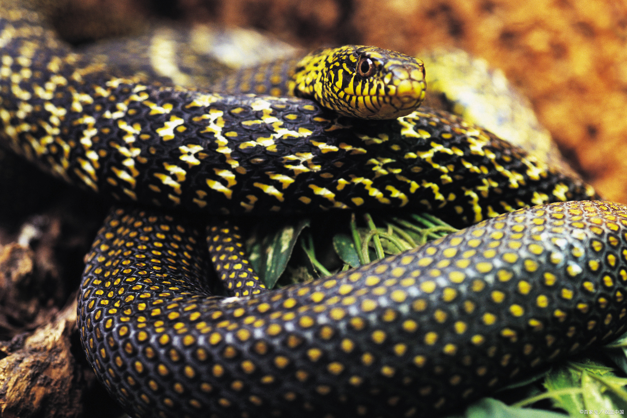 曝光的一则视频里,一名来自印度比哈尔邦的工人竟然成了"蛇的终结者"!