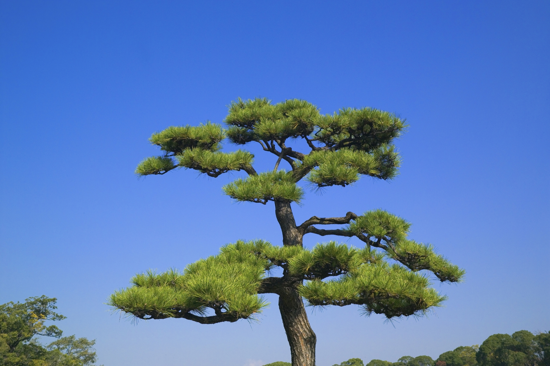 松柏能够在漫长的岁月里保持翠绿不凋,是因为其特殊