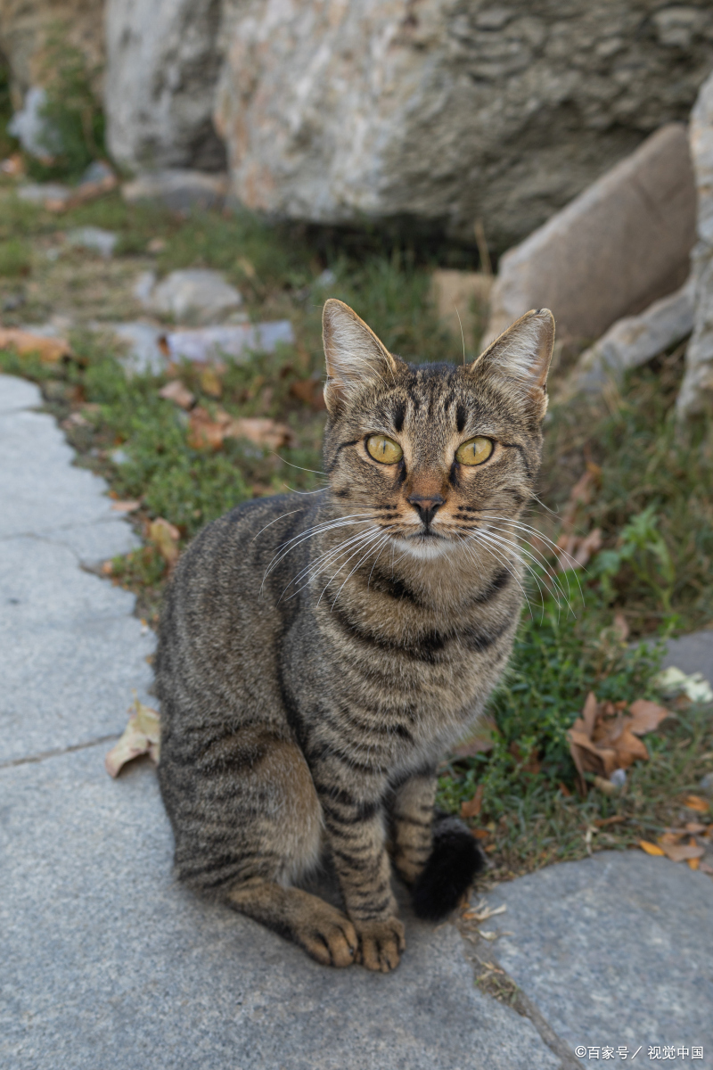 土猫长什么样子图片图片