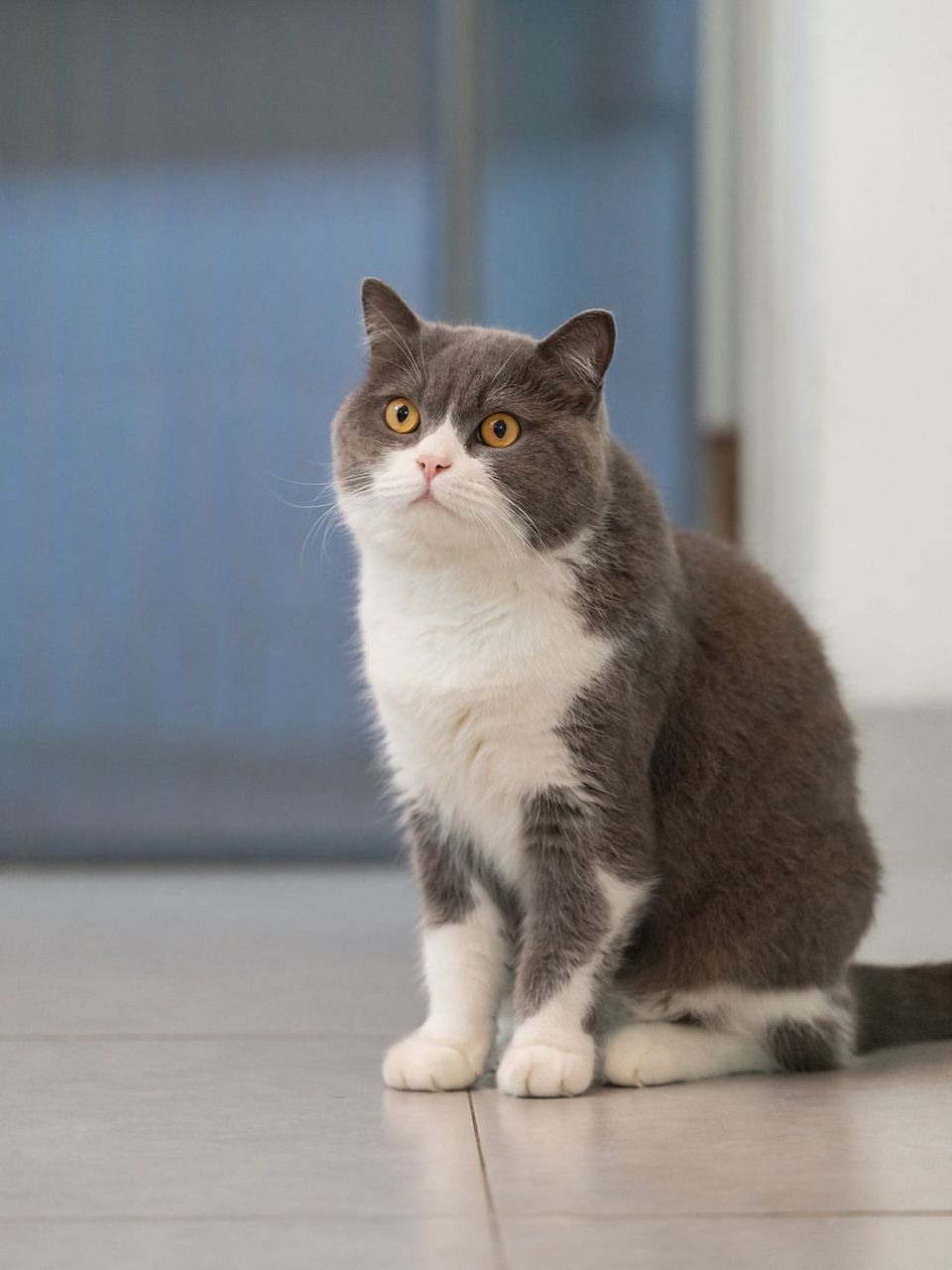 宠物英短#  英国短毛猫是一种非常受欢迎的猫品种,它的起源可以追溯