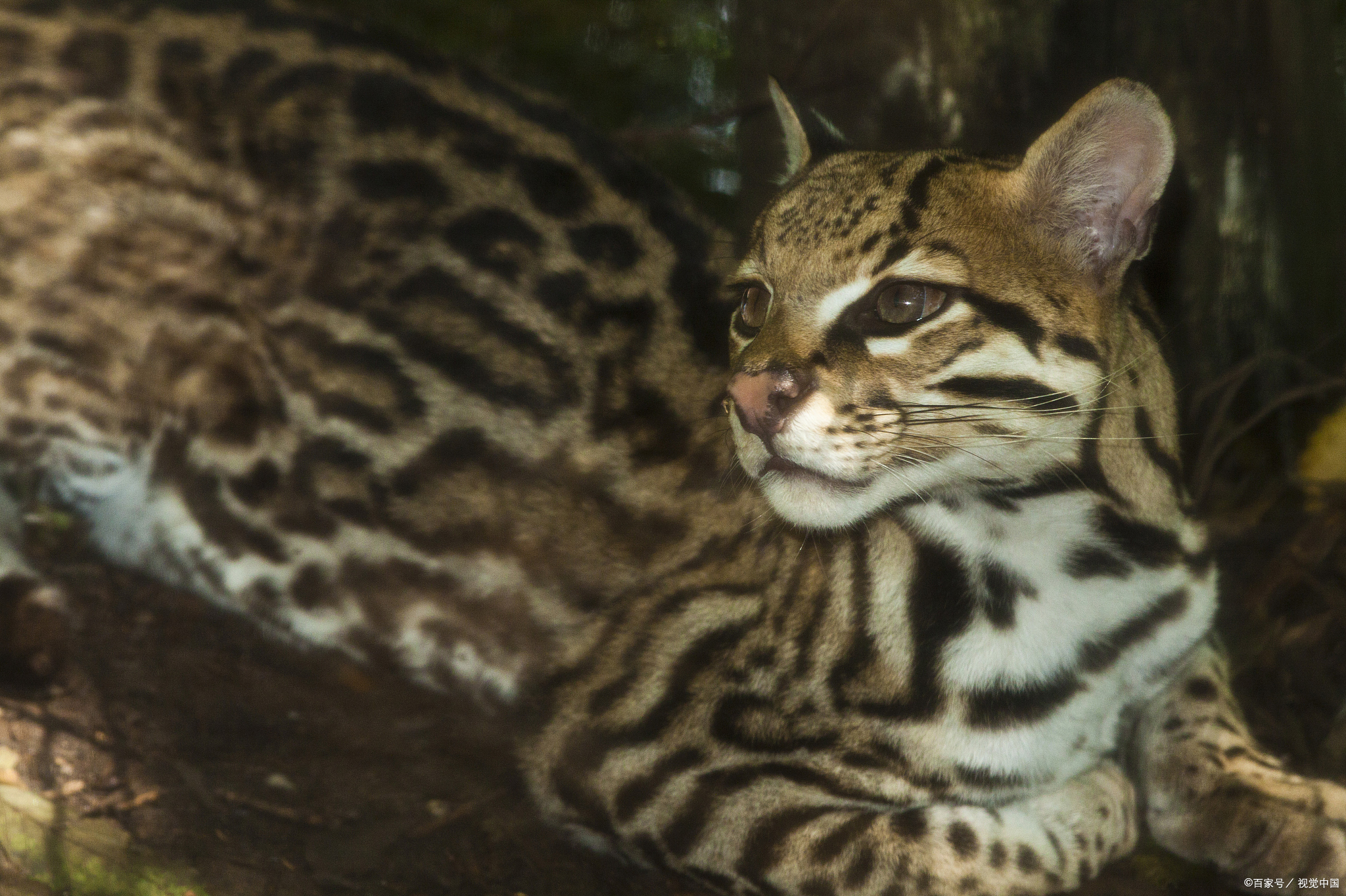 豹猫为什么不能养?