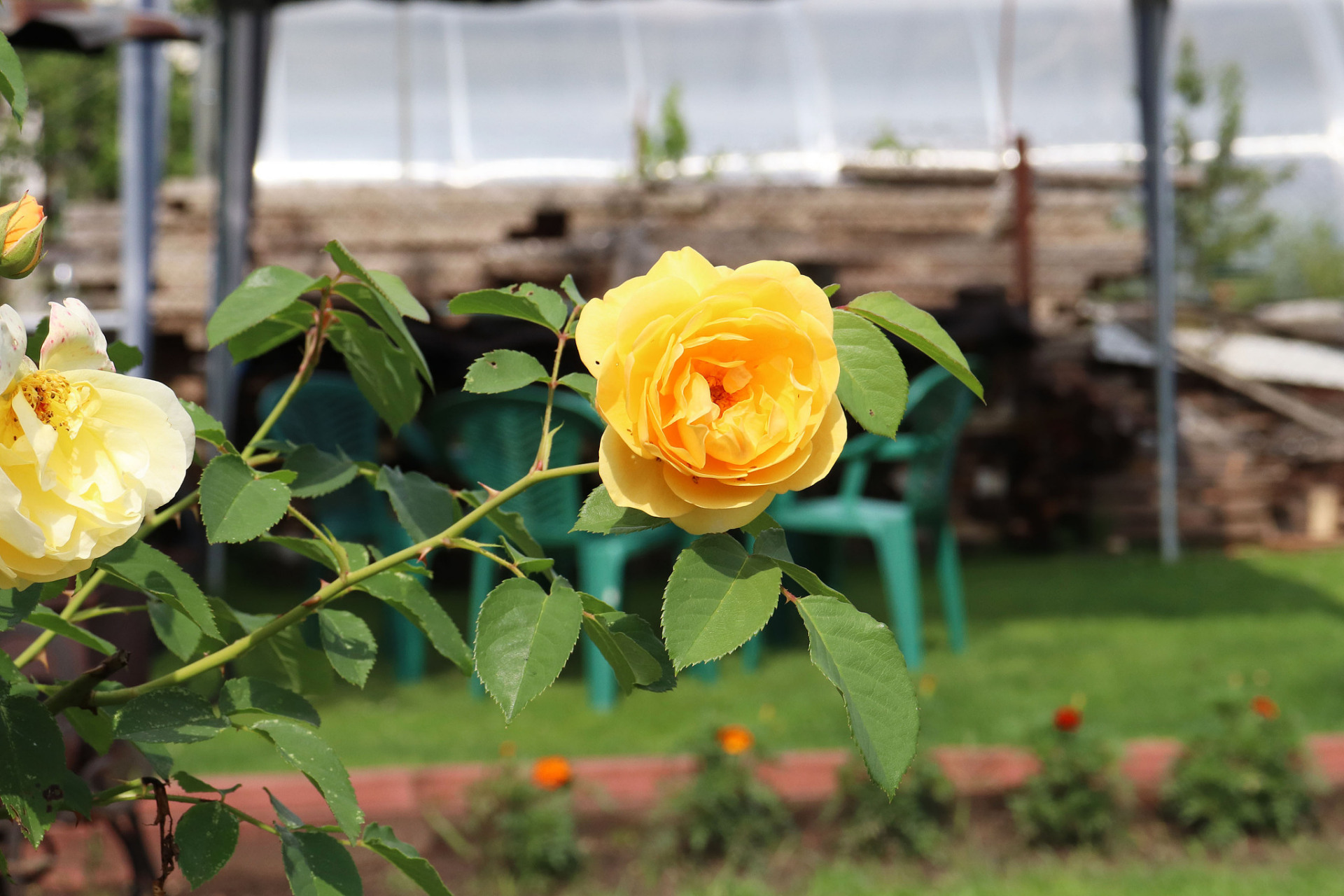 金丝雀月季优缺点  金丝雀月季,一款广受欢迎的月季品种,以其明亮的黄