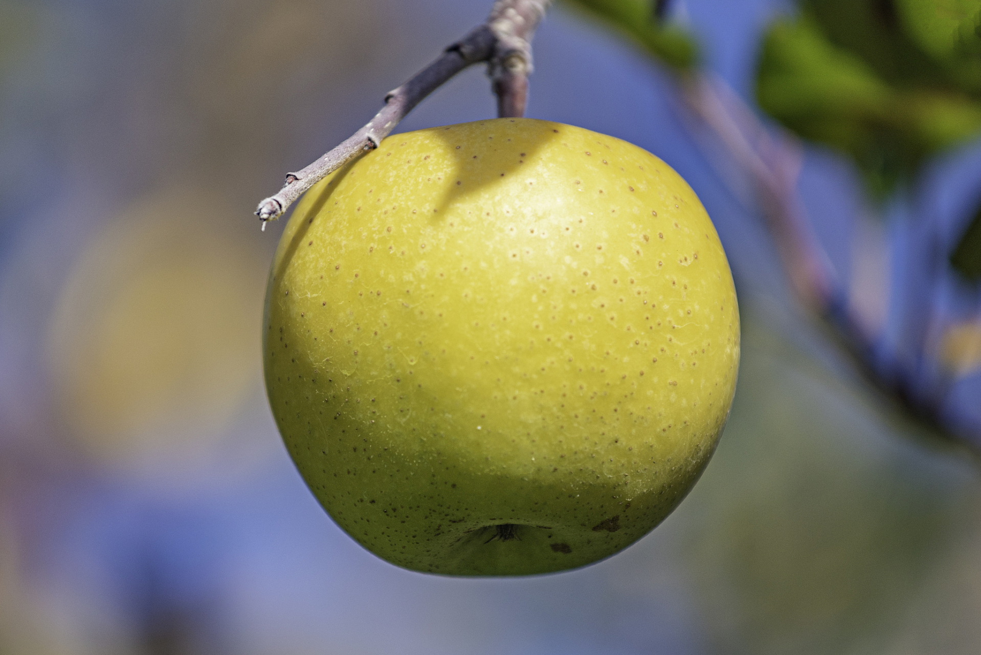 河北鸭梨在国内外享有盛名,年出口量超过2000万公斤.