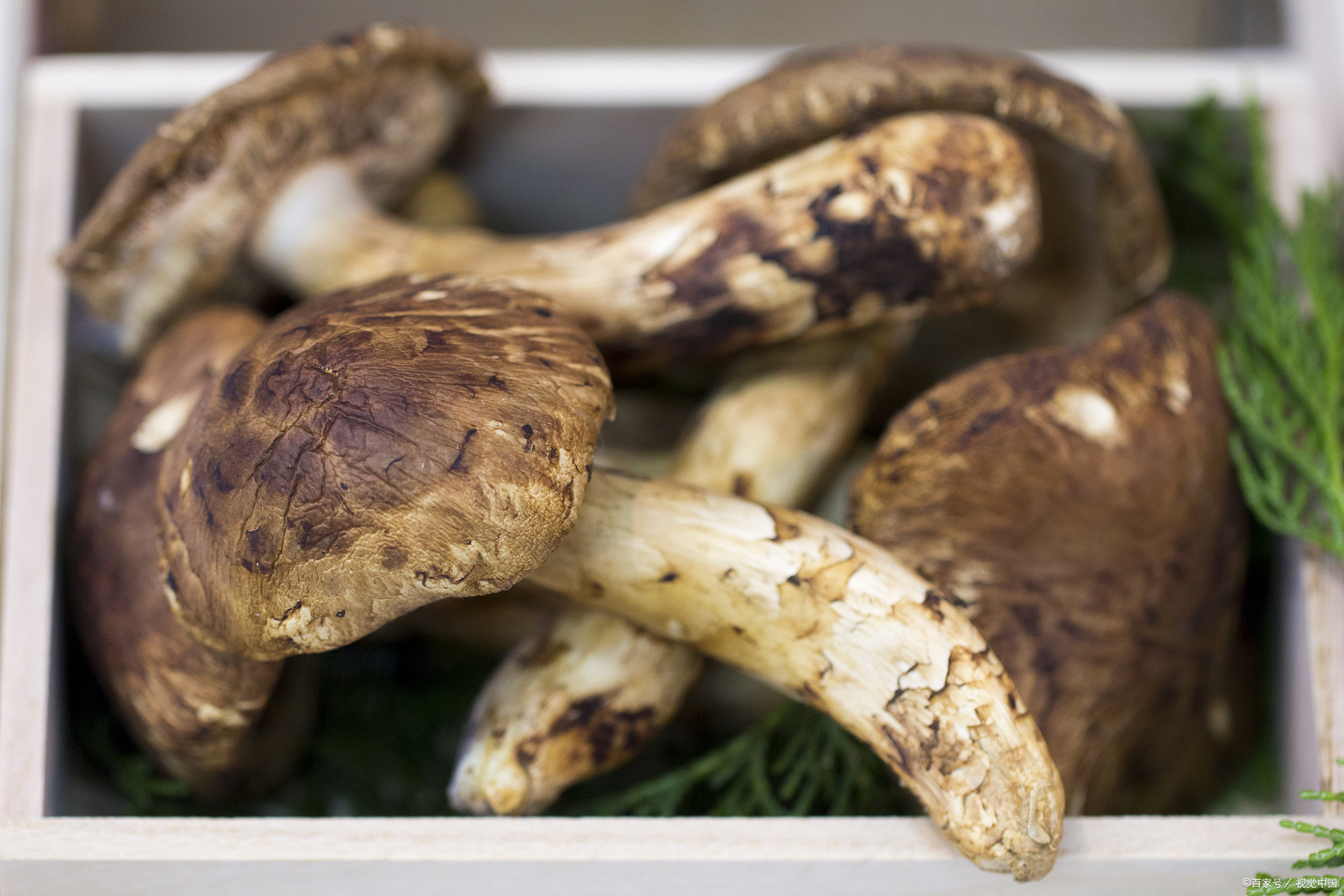 How Matsutake