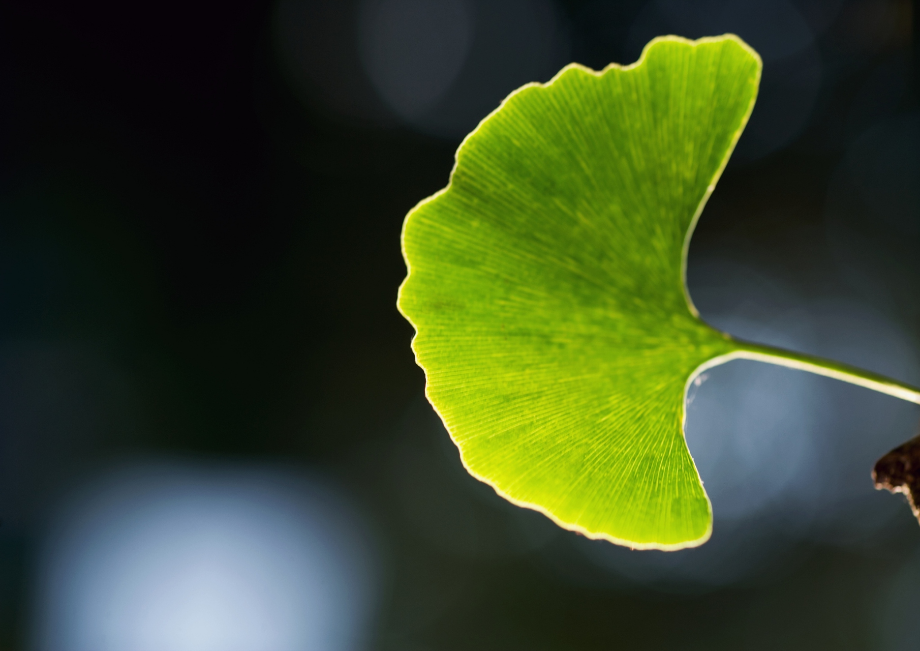 银杏,绿色的银杏 它默默地生长在城市的角落里  这个城市太浮躁,太