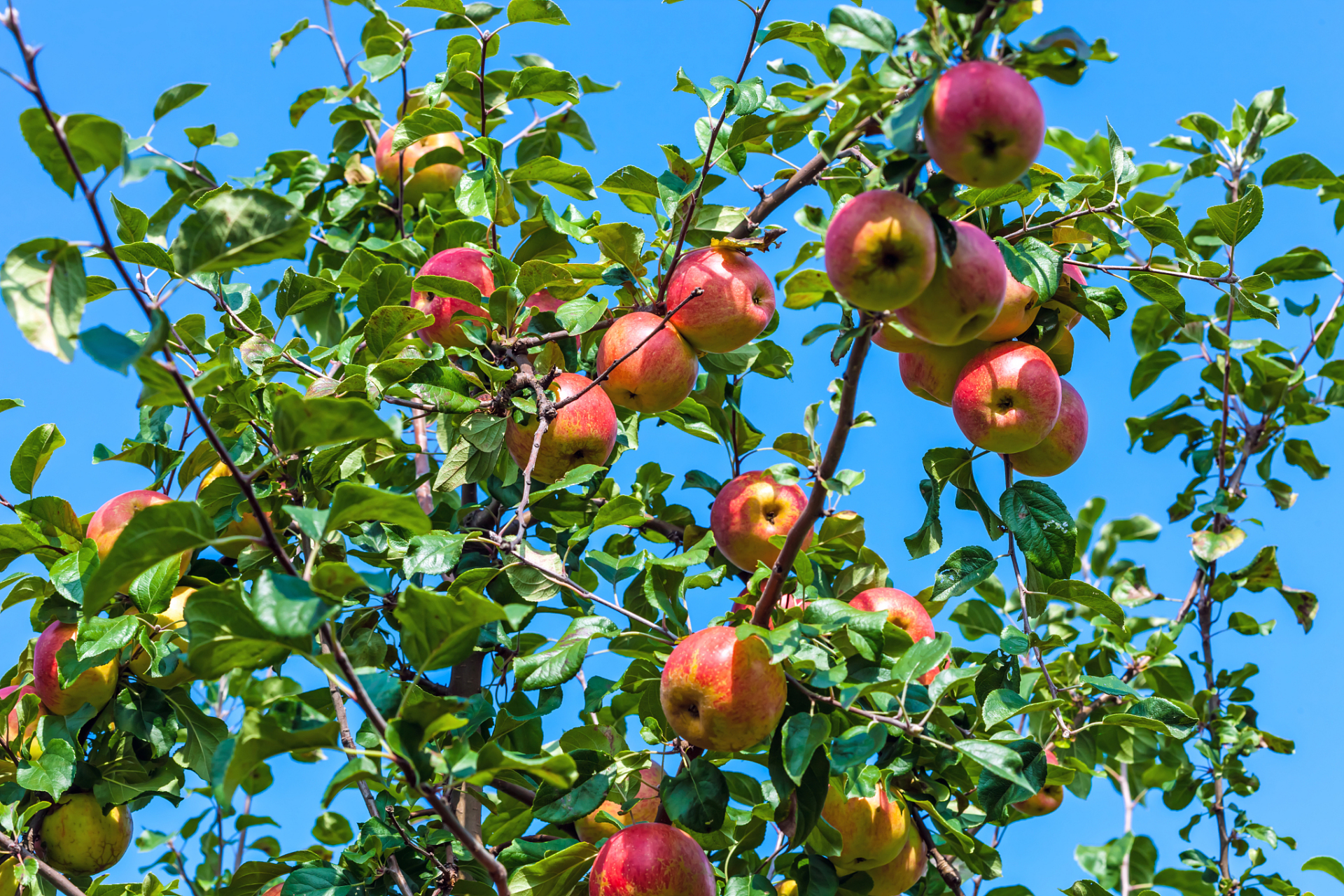 苹果树作为适合嫁接月季的树木,具有厚实的树皮,强壮的树干和快速生长