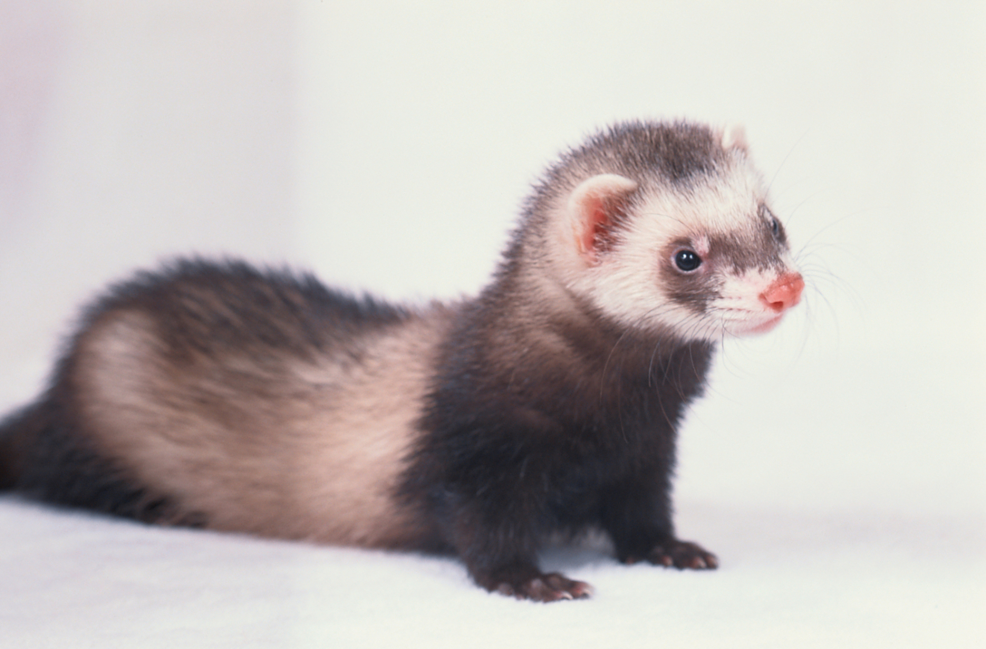 在寒冷的冬季,长白山的一片雪地中,突然出现了一只神秘的动物——紫貂