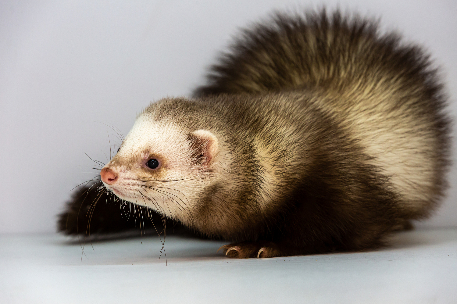 貂是一种珍贵的动物,外形与家猫相似,但体型更细长,四肢短健,非常适合