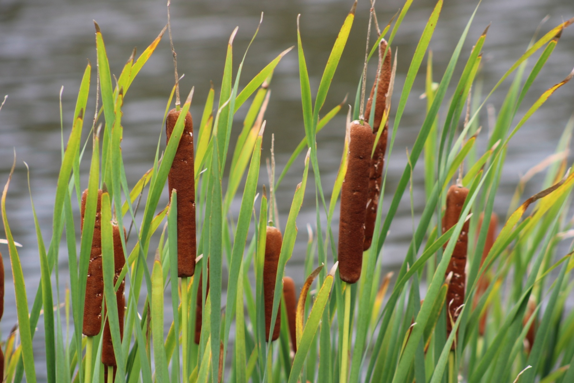沼泽过滤常用水生植物种类有哪些?#琳晨水生植物#  1.