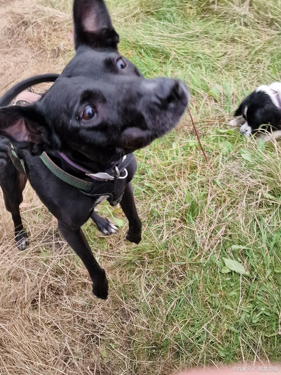 中华田园犬之五黑犬!