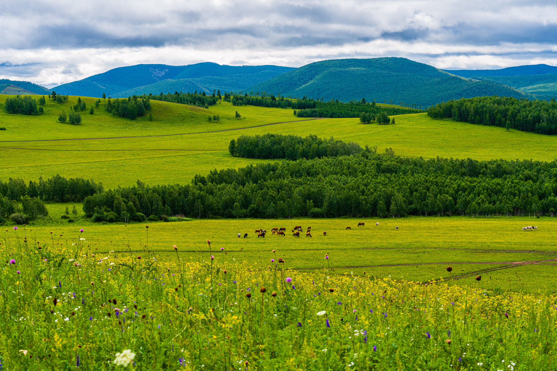 奇遇那拉提#新疆那拉提江布拉克位于新疆维吾尔自治区