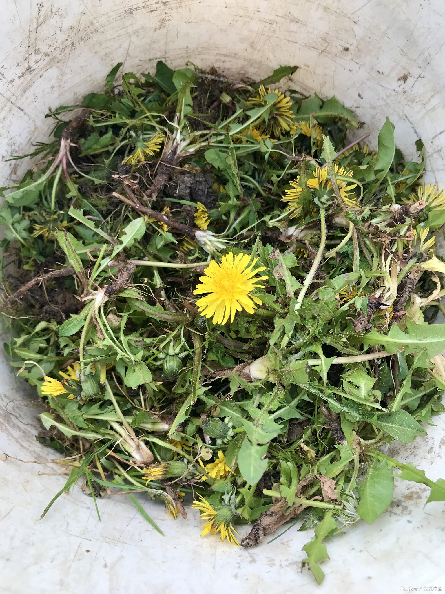 蒲公英,又称婆婆丁,是一种常见的植物,相信大家都很熟悉.