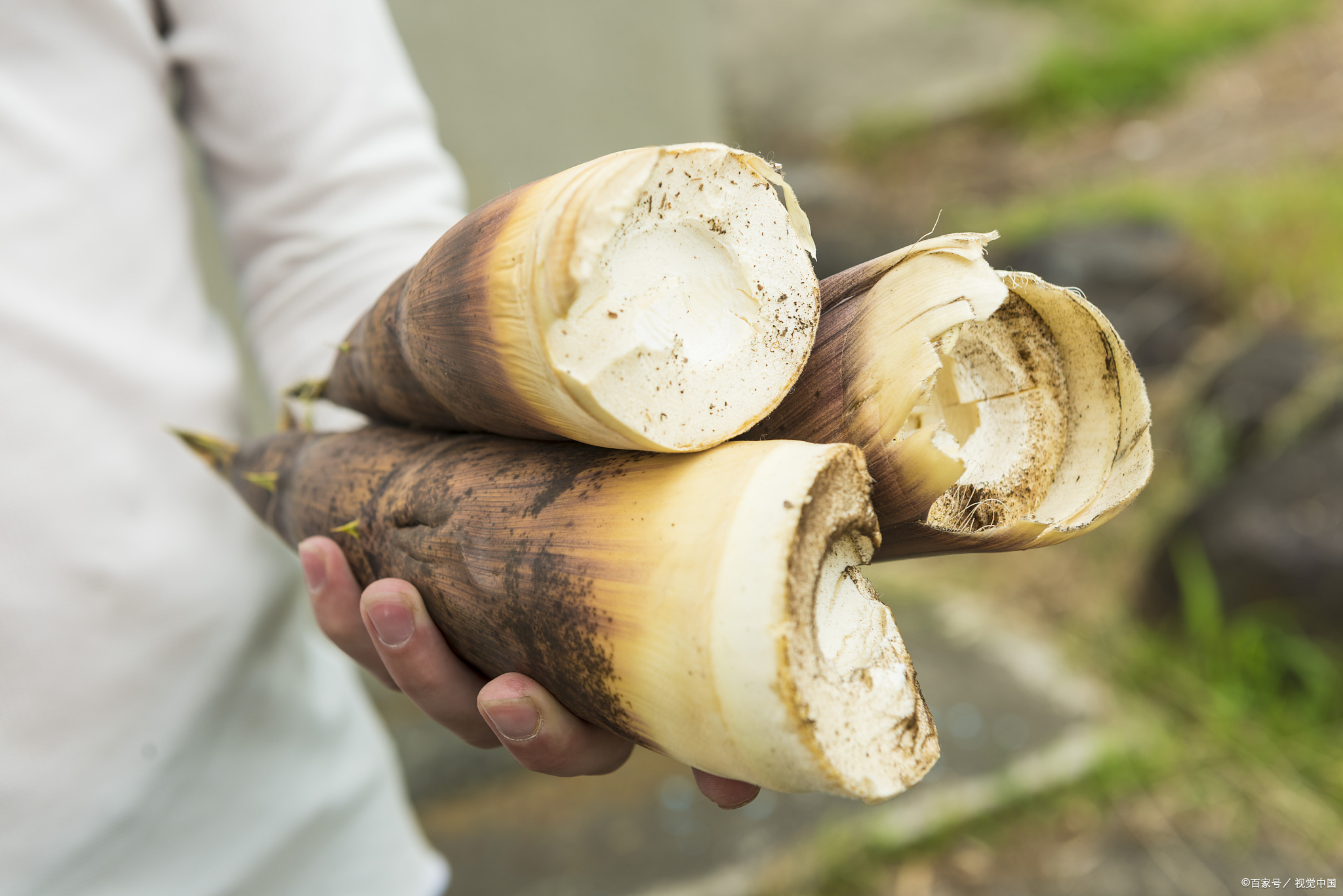 竹茹妙用——鲜、淡、姜竹茹效不同