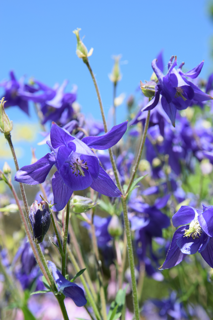 尽管存在挑战,但龙胆在观赏花卉市场具有开发潜力,应充分挖掘其观赏和